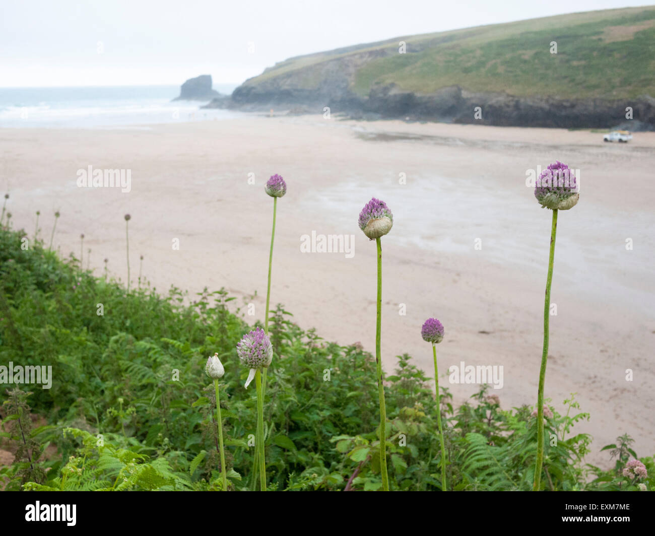 Wild garlic plants and wild flowers growing on the cliff edge at
