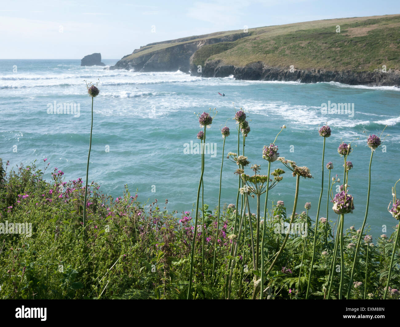 Wild garlic plants and wild flowers growing on the cliff edge at Porthcothan Bay Cornwall UK Stock Photo