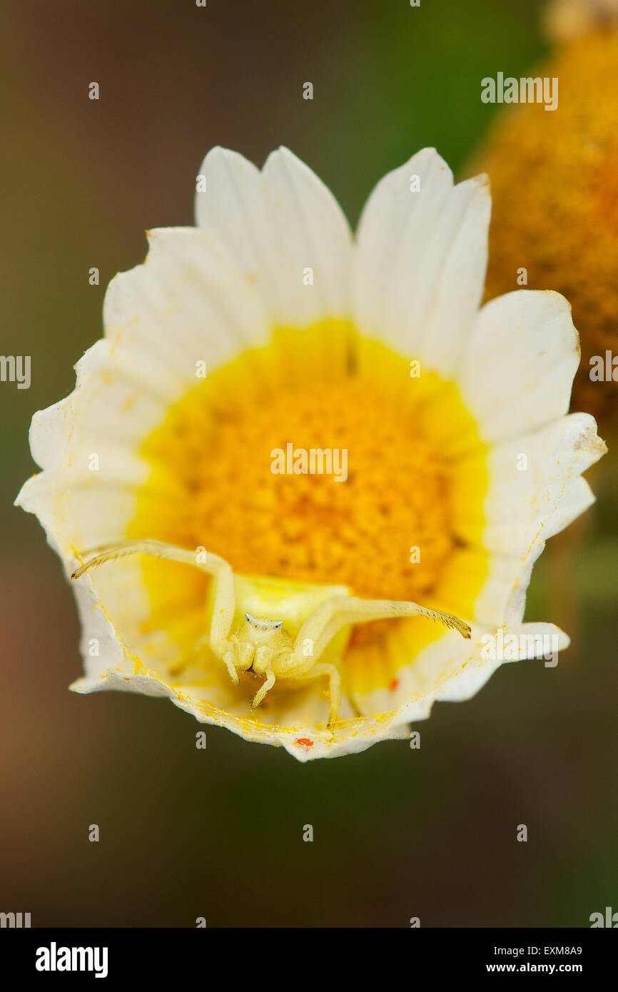 Pink crab spider (Thomisus onustus) mimicking on a daisy flower (Glebionis coronaria) (Ses Salines Natural Park, Formentera, Balearic Islands, Spain) Stock Photo