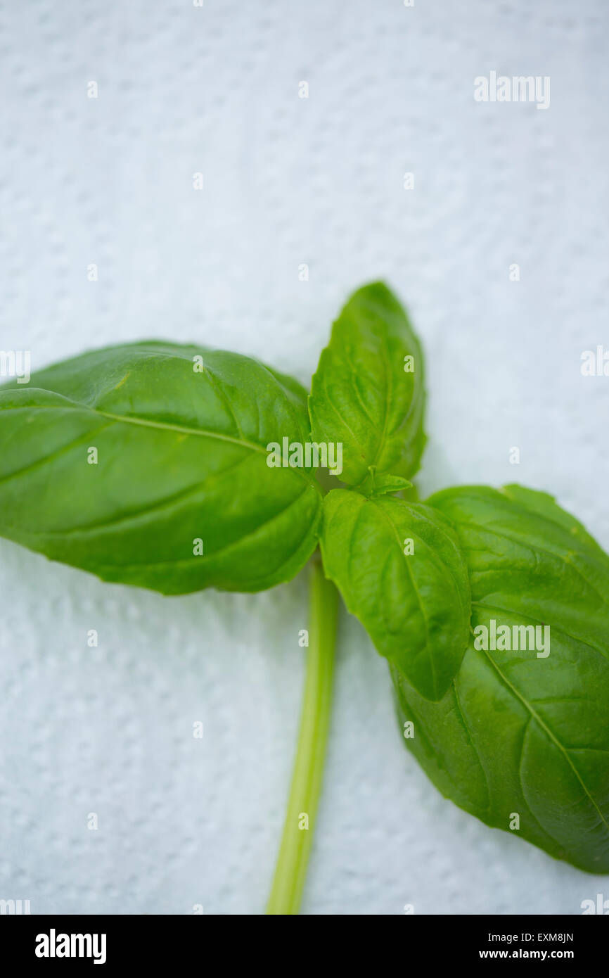 fresh basil leaves Stock Photo Alamy