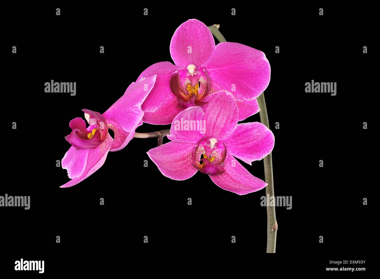 Purple Orchid (Phalaenopsis) isolated on black background Stock Photo