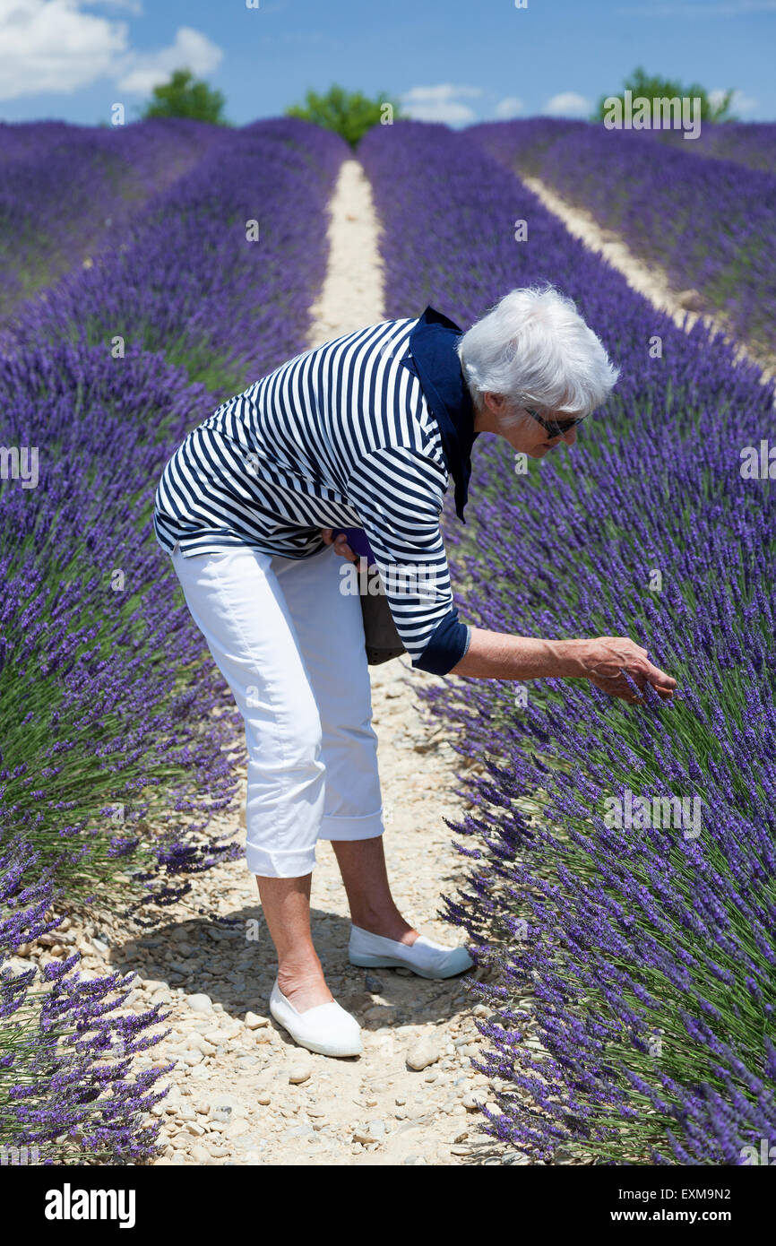A tourist Lady, keen of botany, examining hybrid lavender flowers in detail. Touriste botaniste étudiant les fleurs de lavandin. Stock Photo