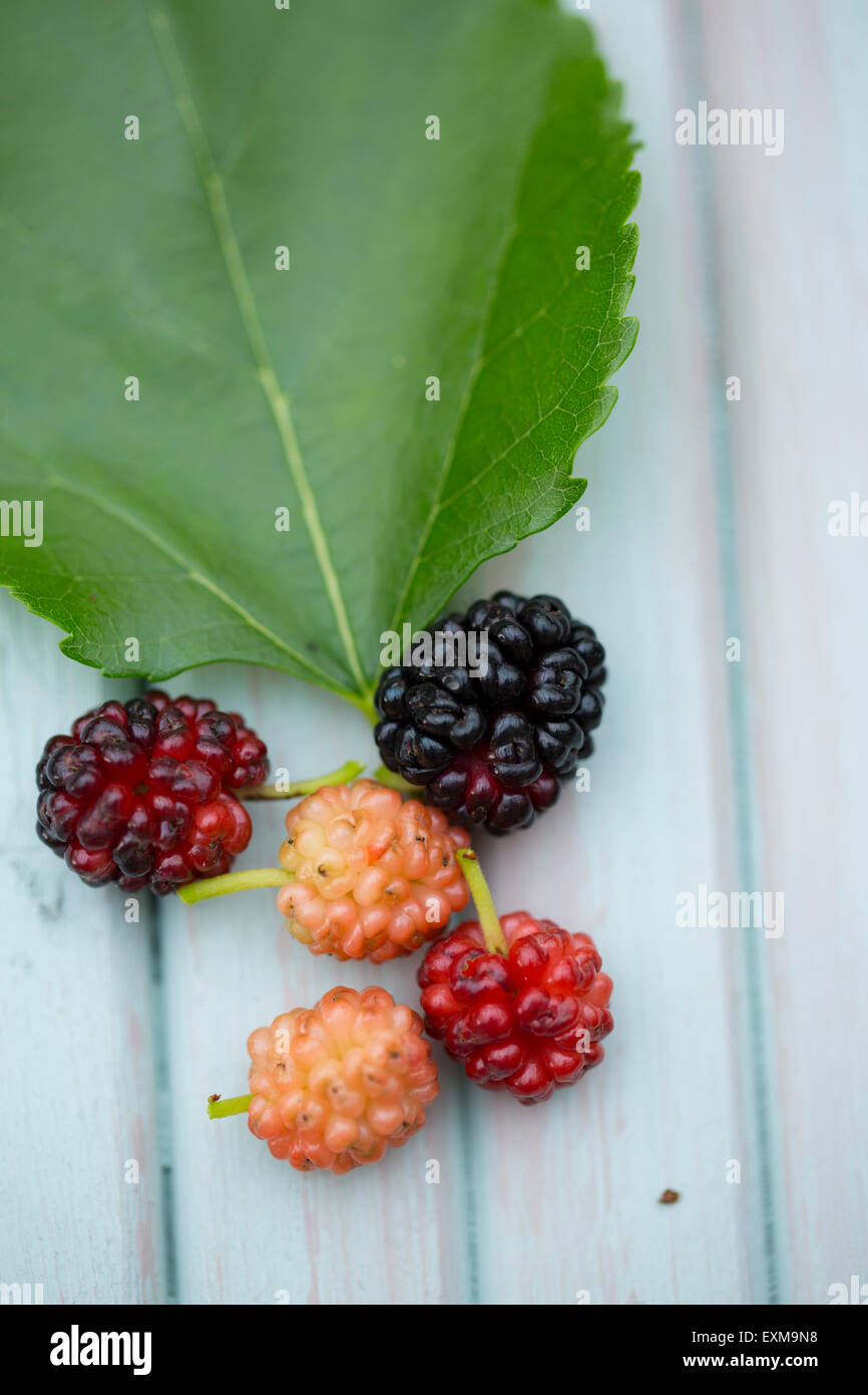 White mulberry fruit and foliage showing ripe and unripened berries Stock Photo
