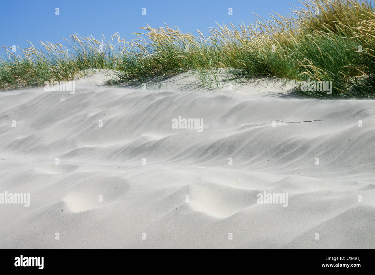 Sand dunes in East Head, West Wittering Stock Photo Alamy