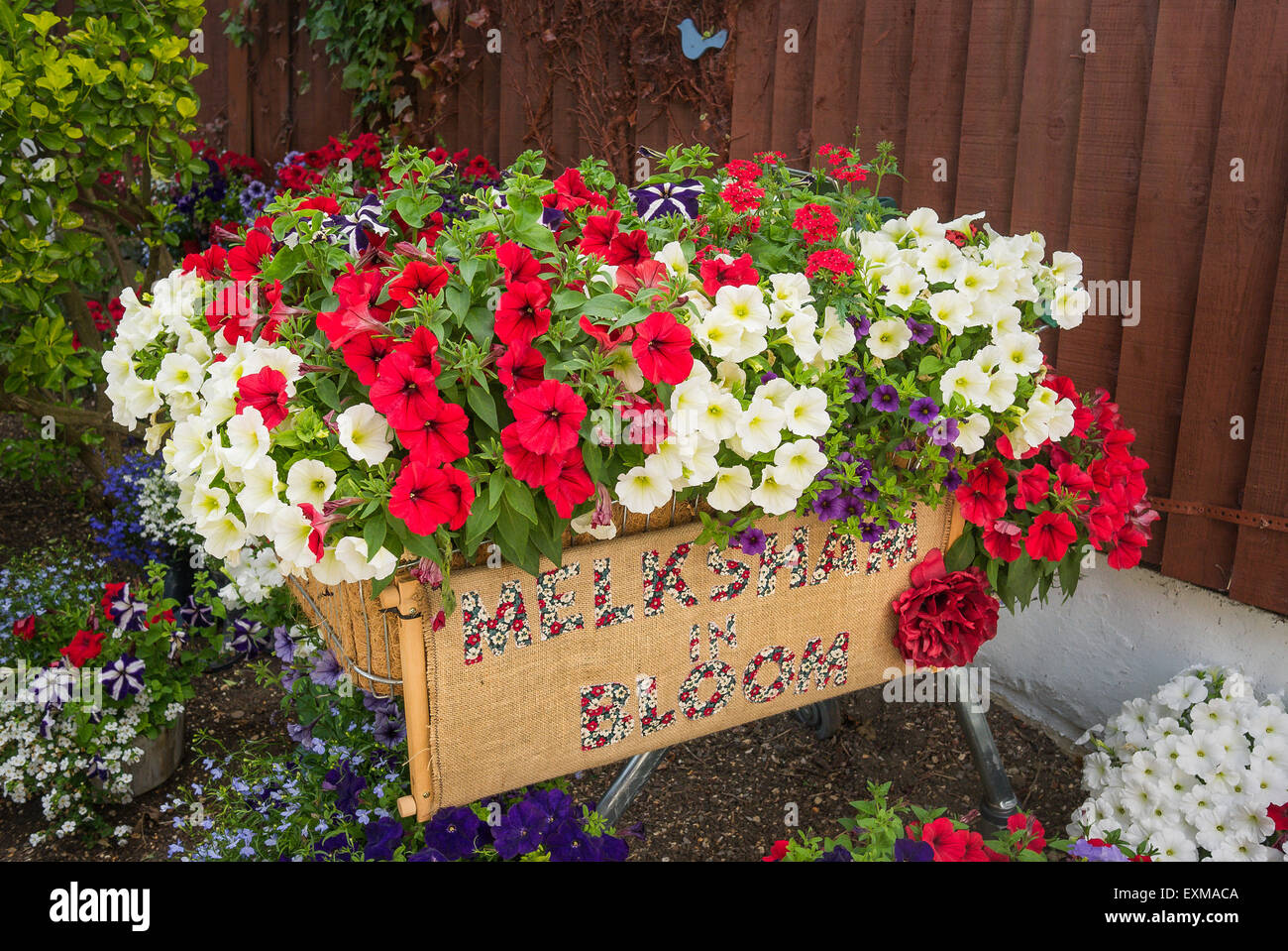 Petunias in an improvised planter forming part of Melksham in Bloom activities UK Stock Photo