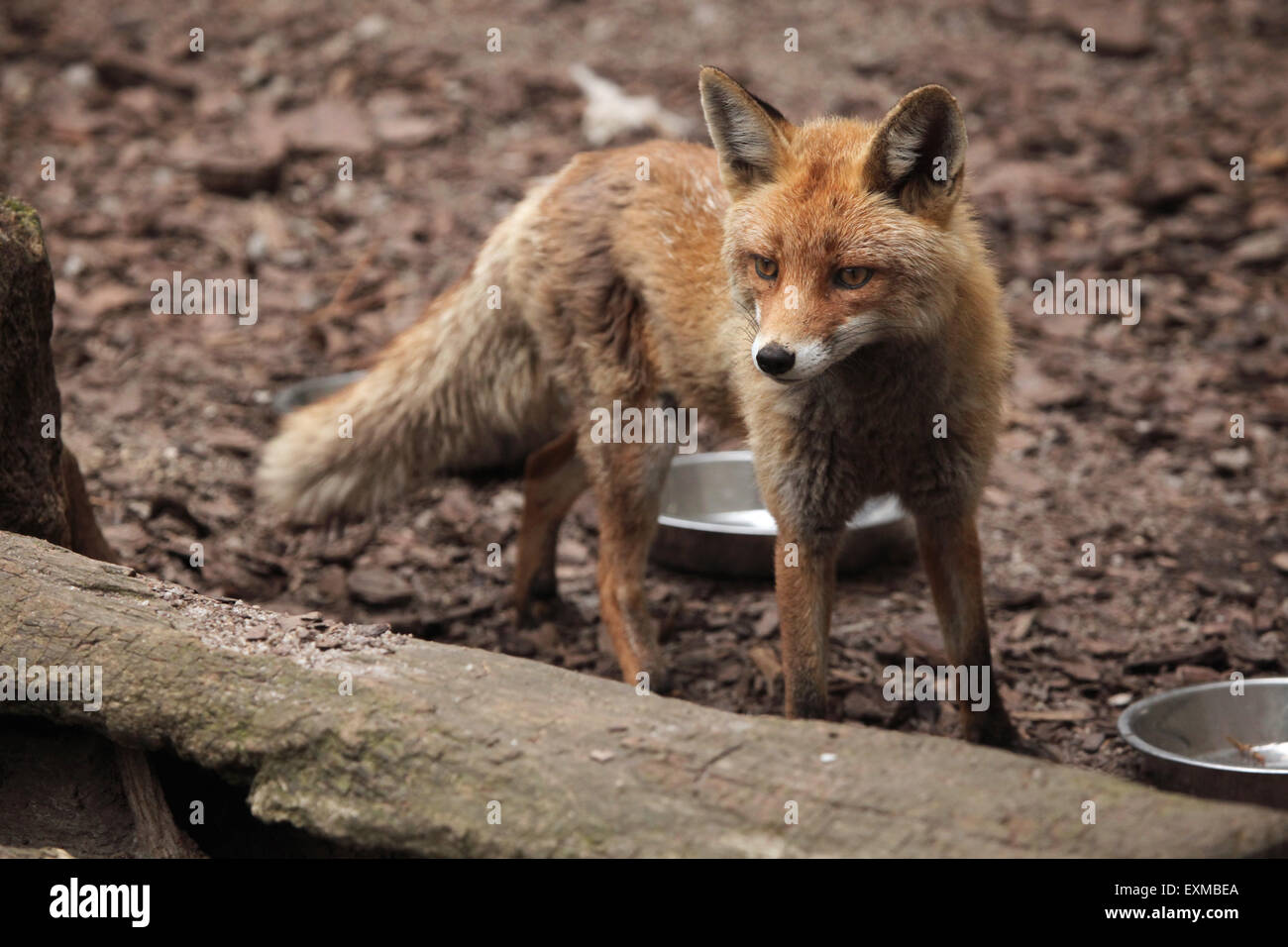 Red fox (Vulpes vulpes) at Ohrada Zoo in Hluboka nad Vltavou, South Bohemia, Czech Republic. Stock Photo