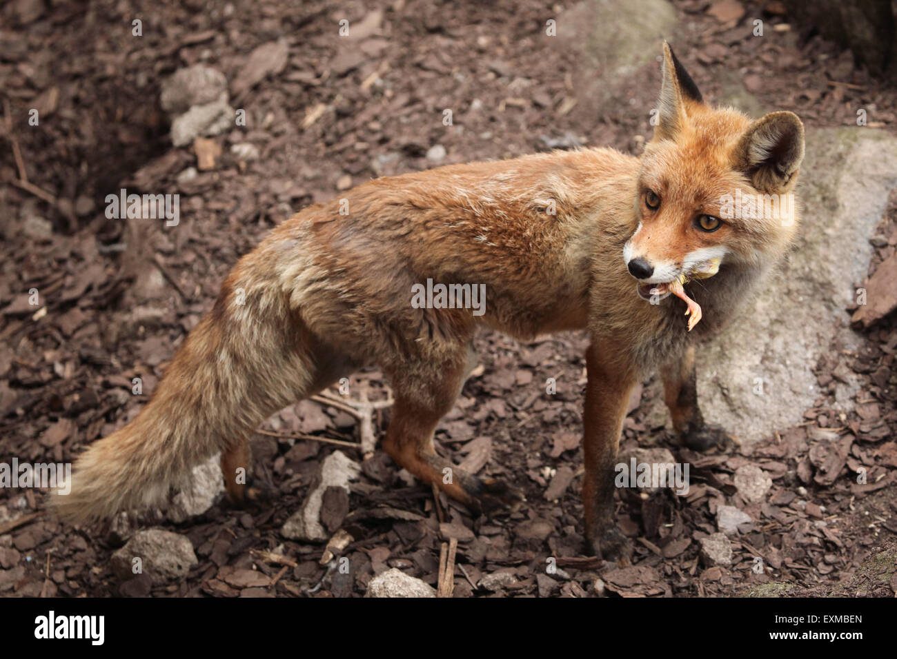 Feeding foxes garden hires stock photography and images Alamy