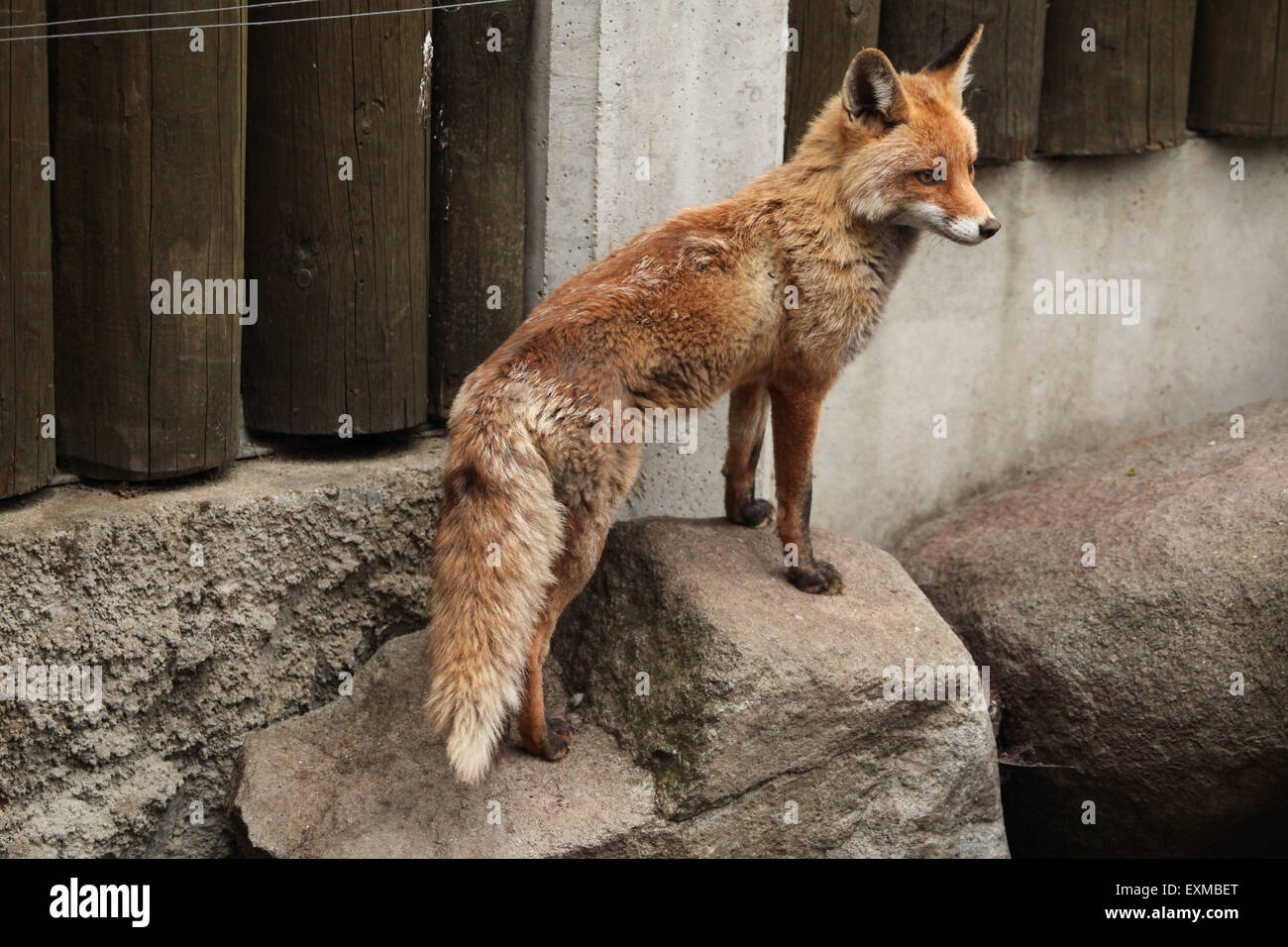 Red fox (Vulpes vulpes) at Ohrada Zoo in Hluboka nad Vltavou, South Bohemia, Czech Republic. Stock Photo