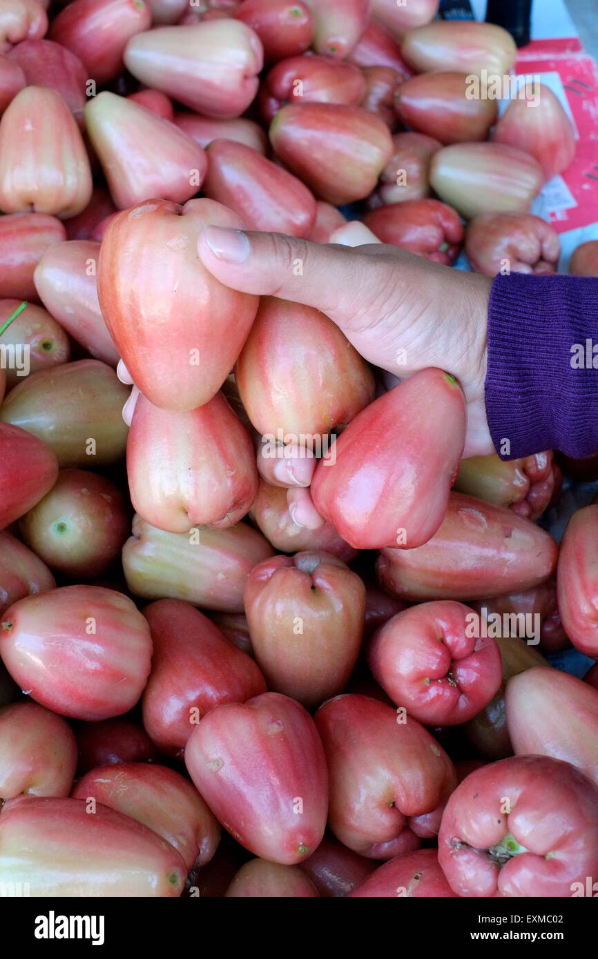 female buying fresh jambu fruit from a vendors stall in solo java indonesia Stock Photo