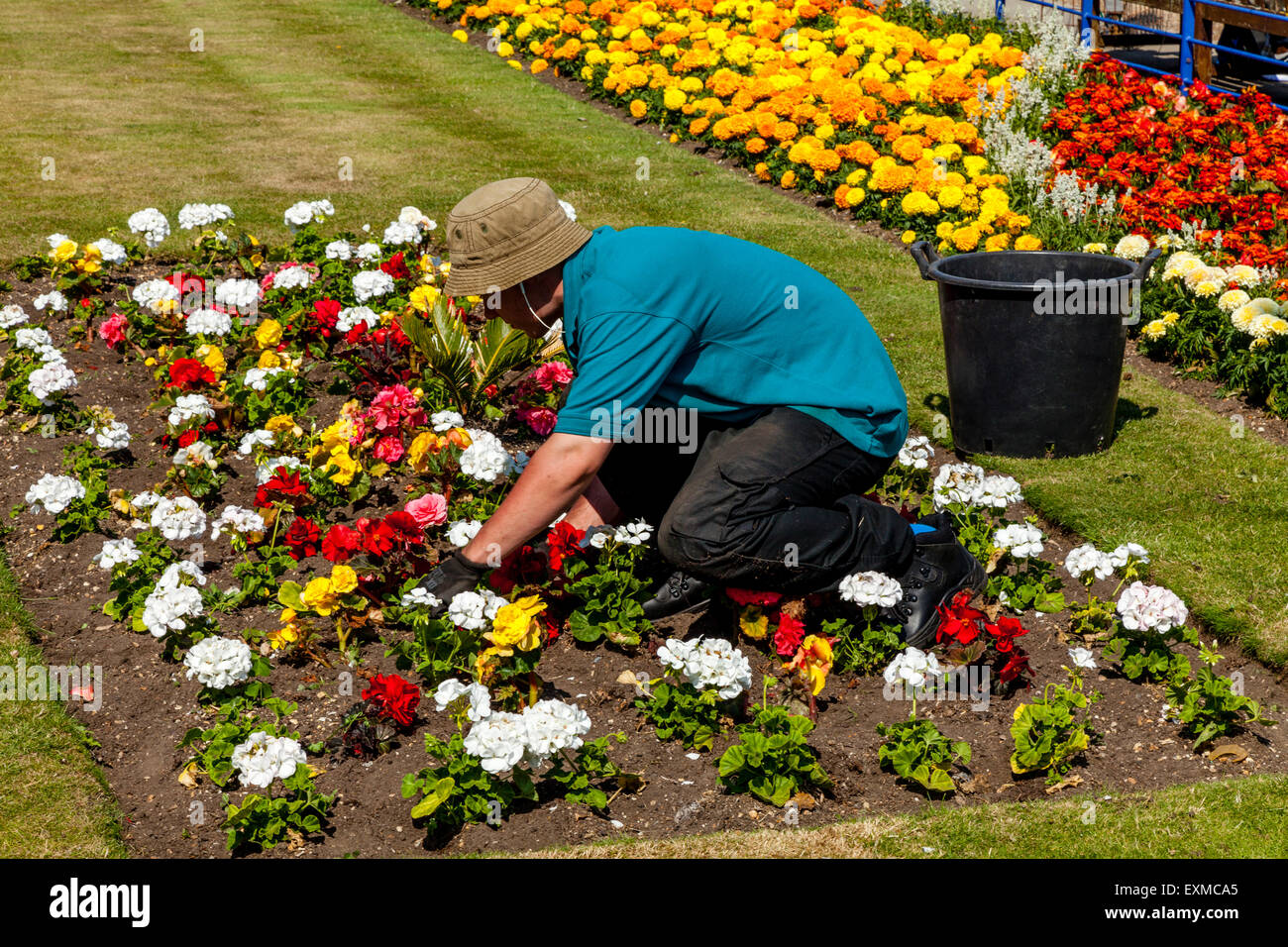 A Gardener Works On The Seafront Flower Displays, Eastbourne, Sussex