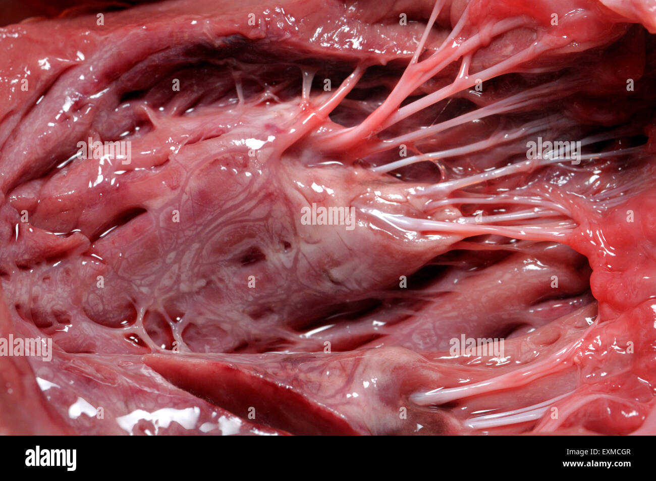 Sheep's heart - cut open showing ventricles, valves and 'heartstrings' (tendons) Stock Photo