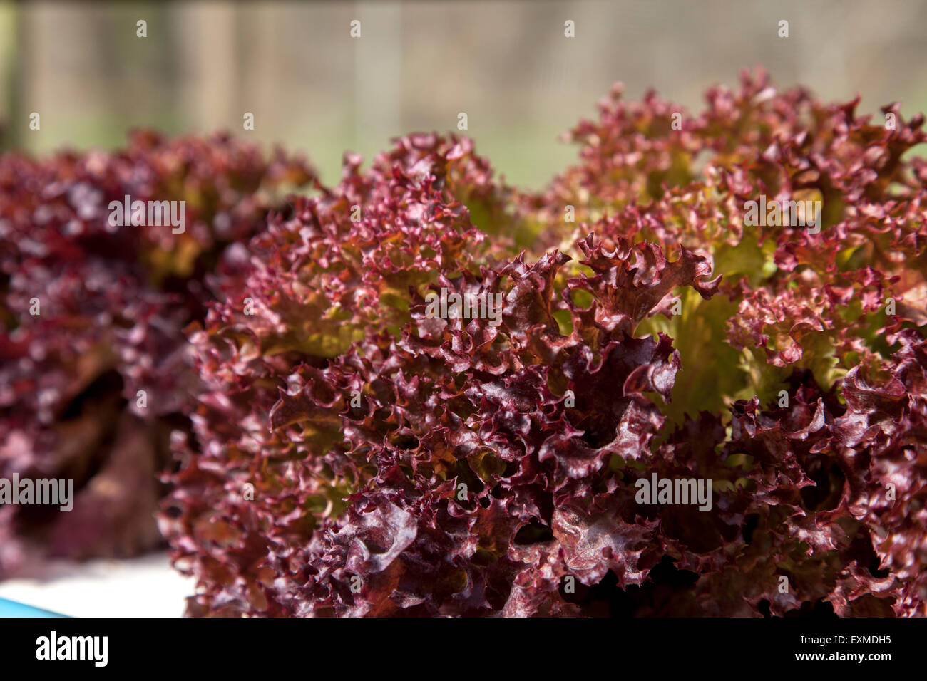 close up of red oak leaf lettuce Stock Photo
