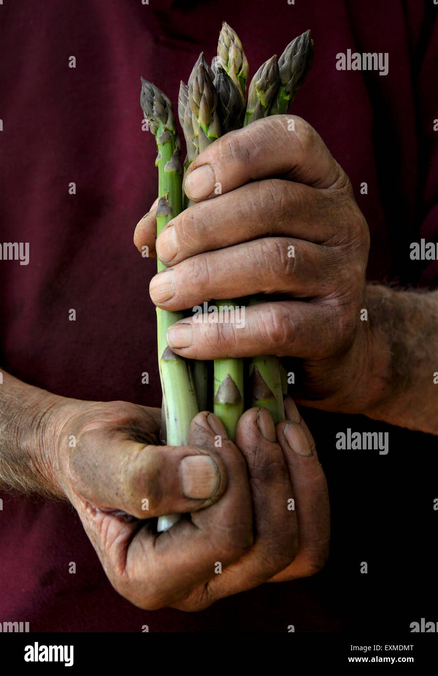A farmer or gardener cradling a bunch of asparagus Stock Photo