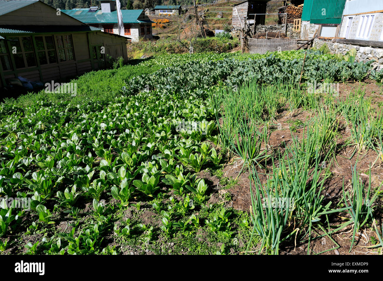 Agricultural crops growing in Lukla village, Sagarmatha National Park, Solukhumbu district, Khumbu region, eastern Nepal, Asia Stock Photo