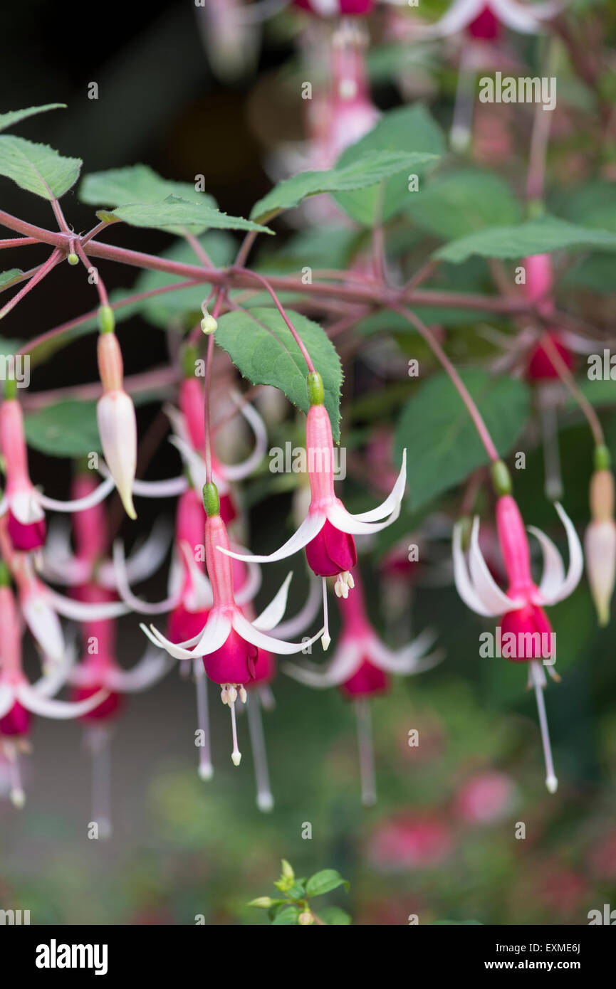 Fuchsia checkerboard hi-res stock photography and images - Alamy