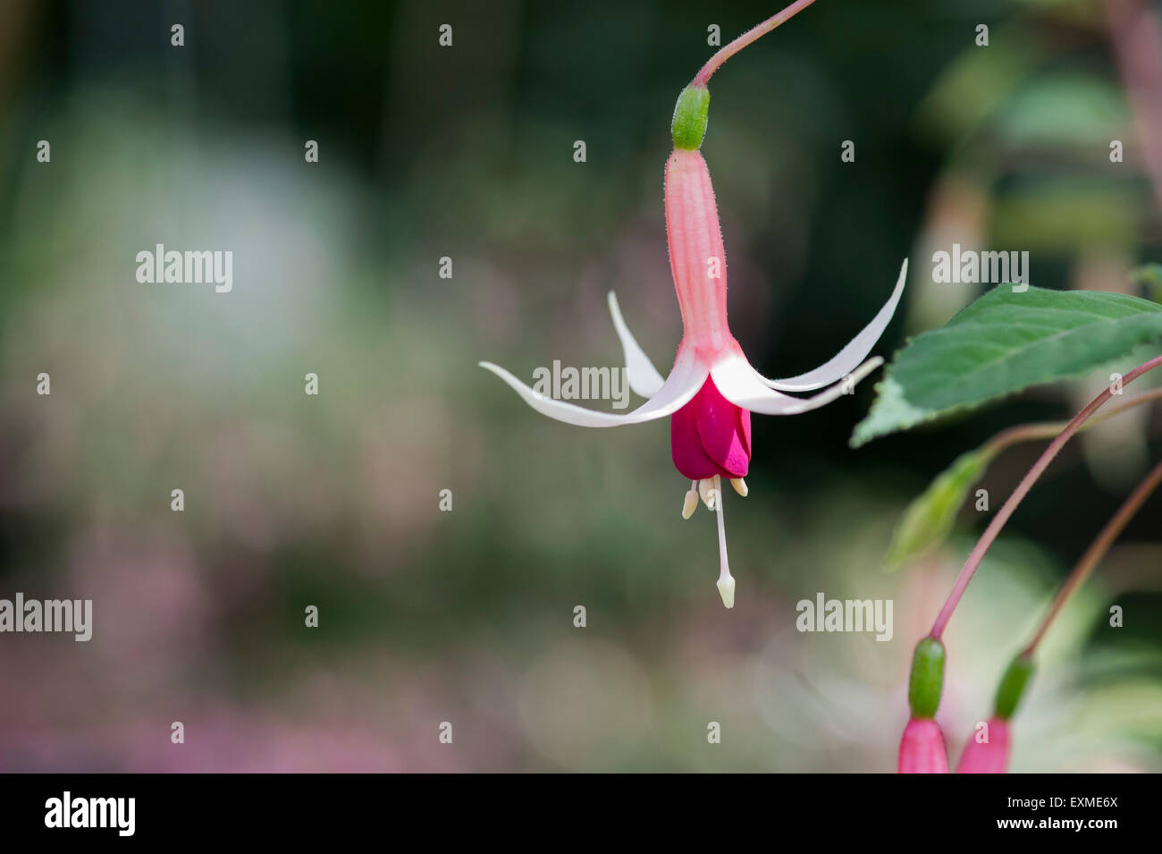 Fuchsia ‘Checkerboard’ flowers Stock Photo - Alamy