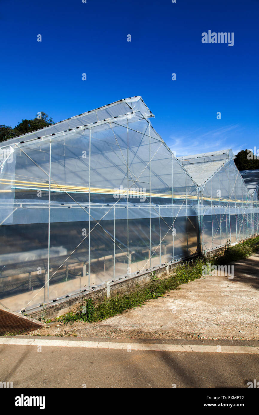 Plastic covered horticulture greenhouse plantations Stock Photo