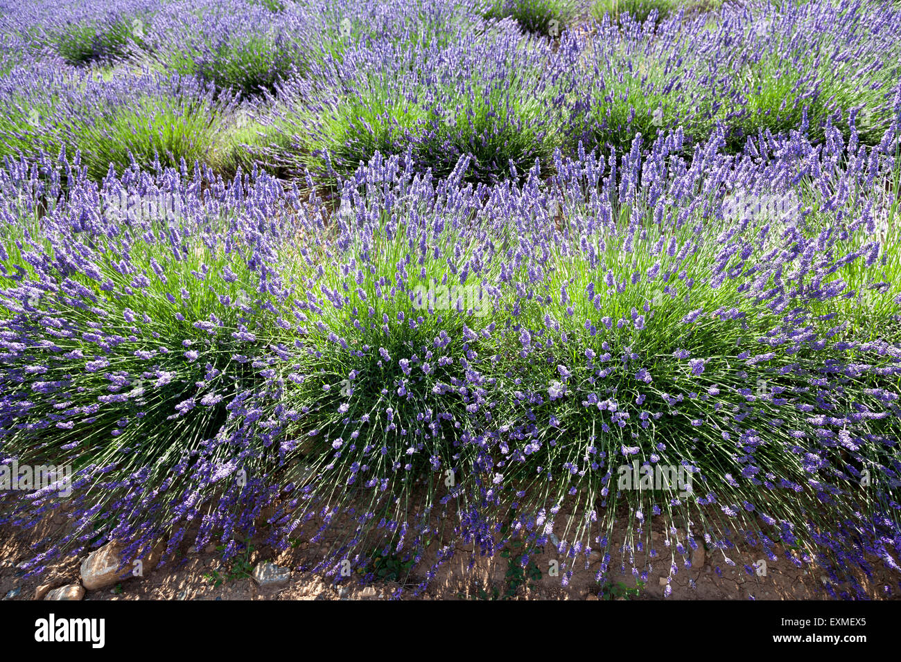 A close-up on hybrid lavender plants, near Puymoisson (France). Gros plan  sur des pieds de lavandin près de Puymoisson (France Stock Photo - Alamy