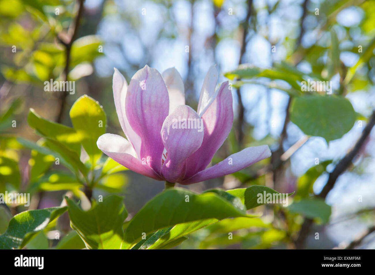 Magnolia blossom in the garden Stock Photo - Alamy