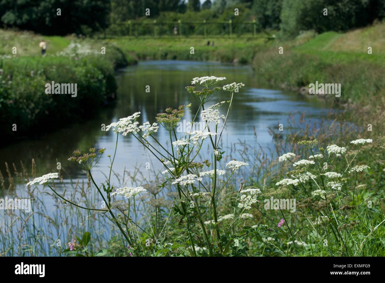 Wild flowers grow in abundance along the banks of the river mersey, as it flows between Northenden and Didsbury in south Manchester Stock Photo