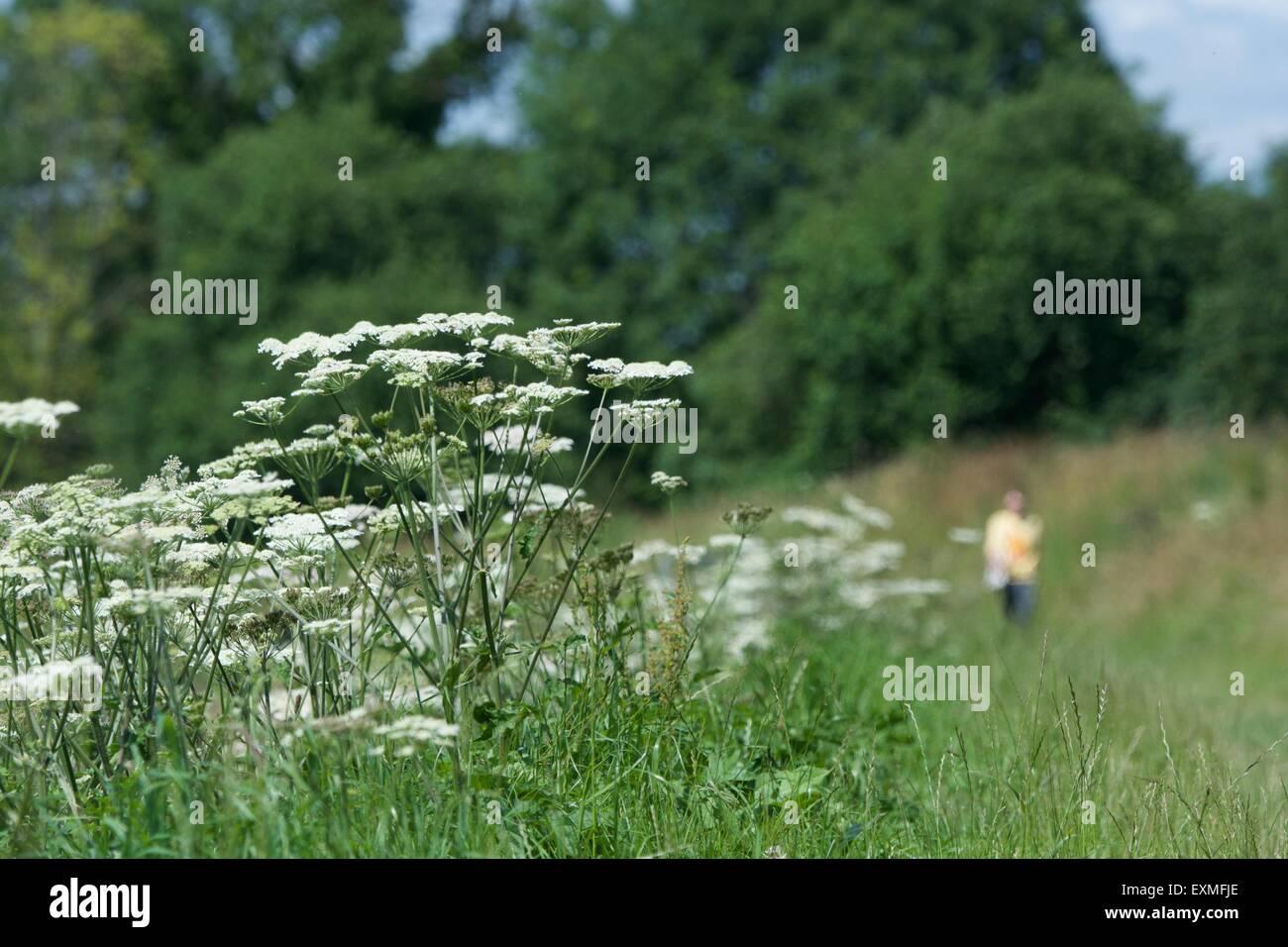 A man walks along a path along the bank of the the River Mersey as it passes between Didsbury and Northenden in south Manchester. Stock Photo