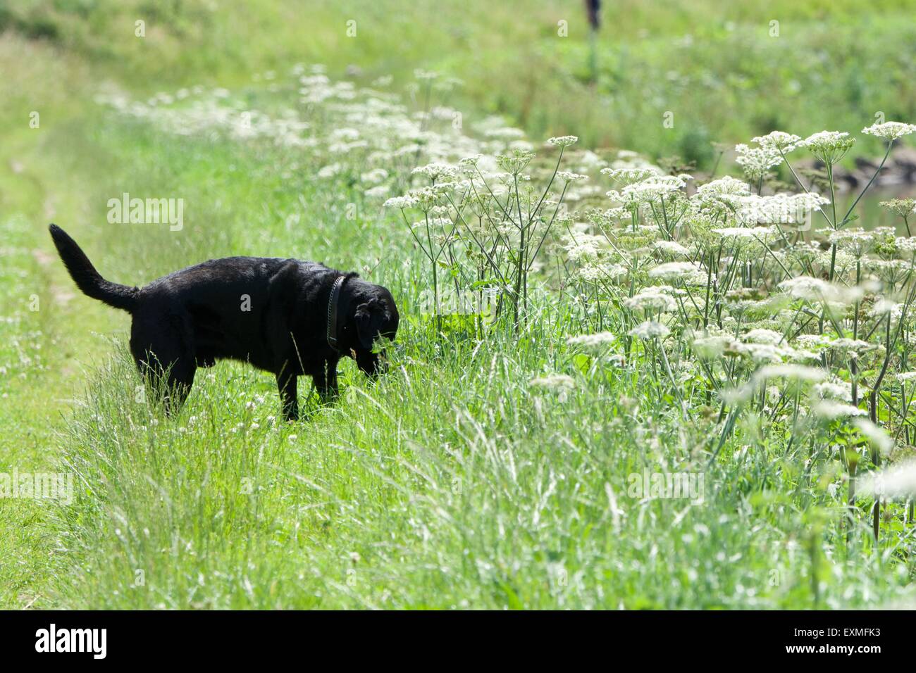 A dog searches amongst wild flowers  growing along the banks of the the River Mersey as it passes between Didsbury and Northenden in south Manchester. Stock Photo