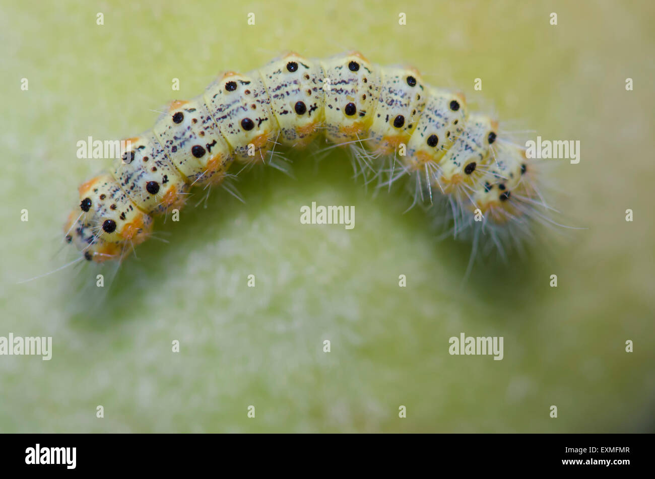 Upper of canker worm - Geometridae sp. ( Caterpillar ) on green peach Stock Photo