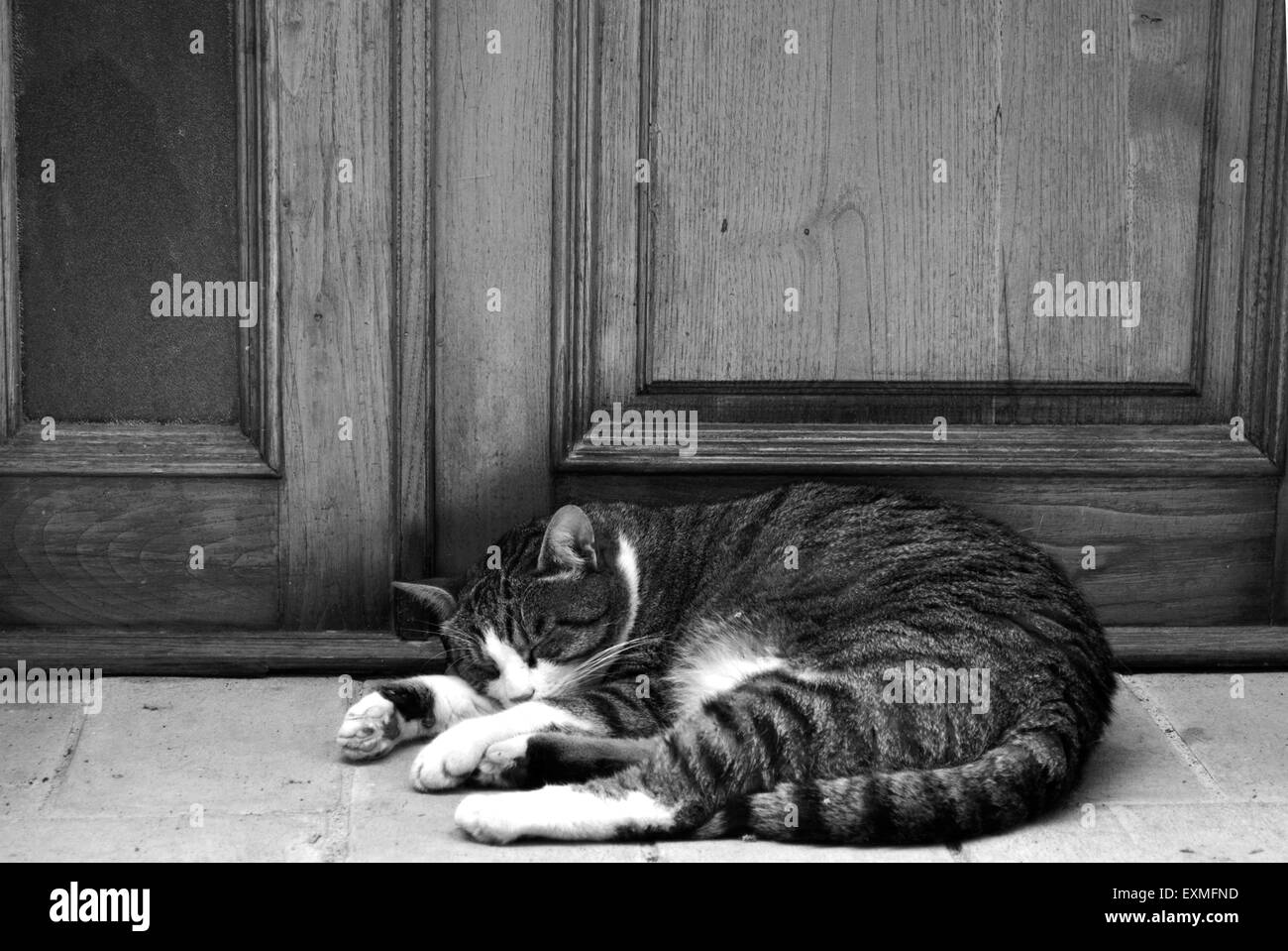 Curled up sleeping cat Black and White Stock Photos & Images - Alamy