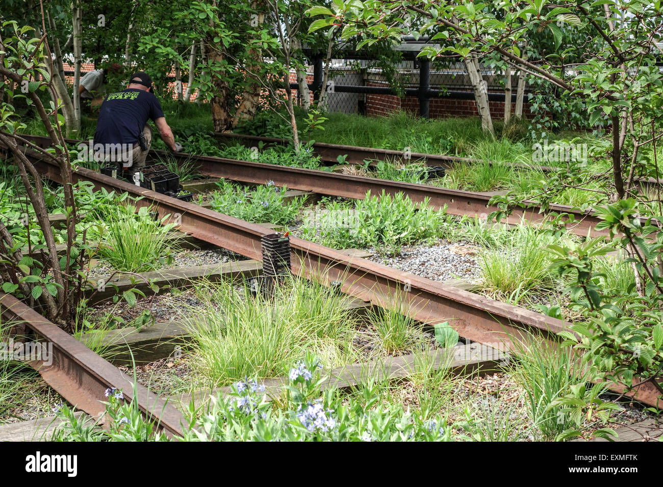 Worker replanting wild plants at elevated High Line Park, former