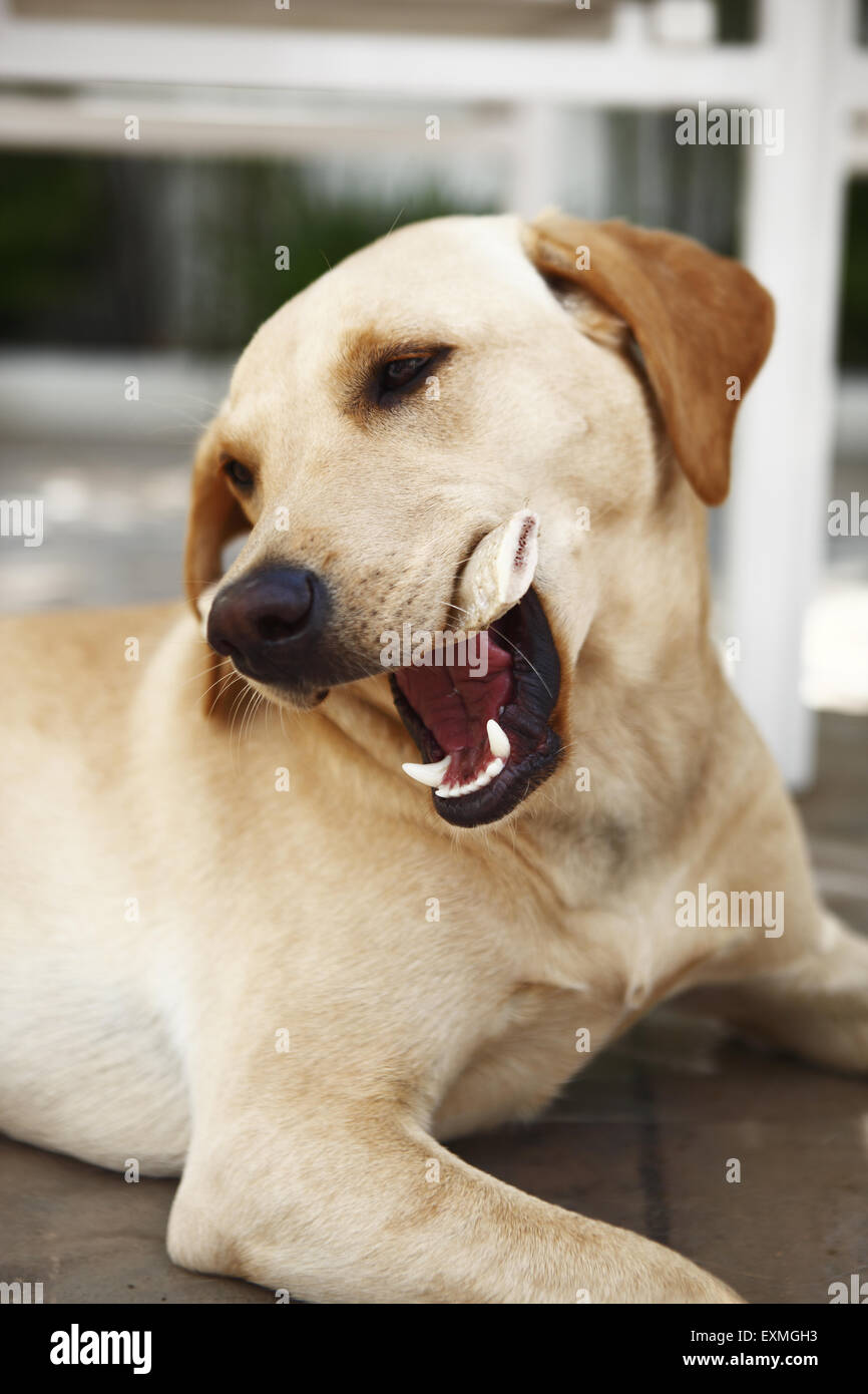 Yellow Labrador Retriever puppy aged 1 year old eating beef rib bone on