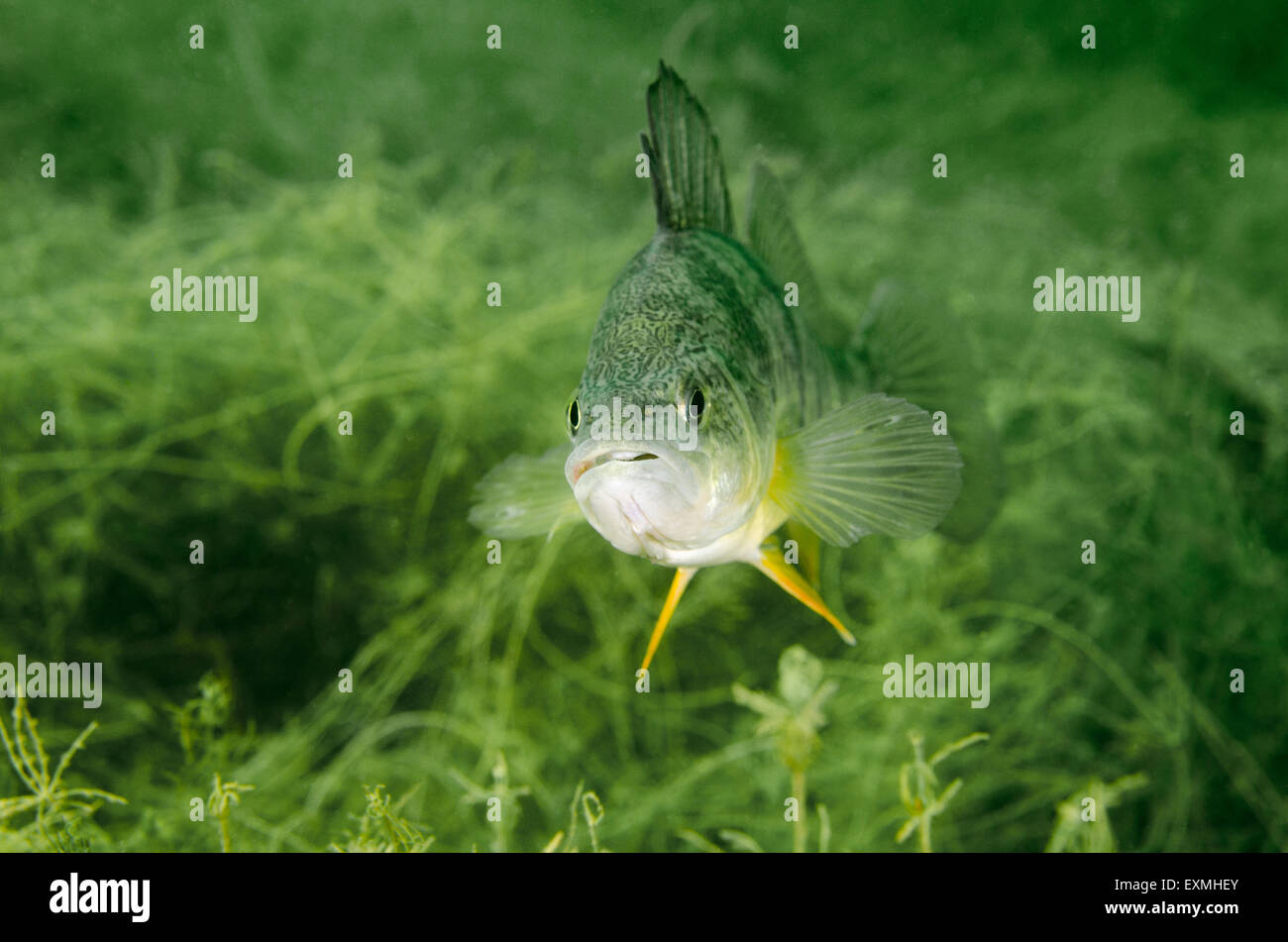 Yellow Perch fish (Perca flavescens) underwater. Stock Photo