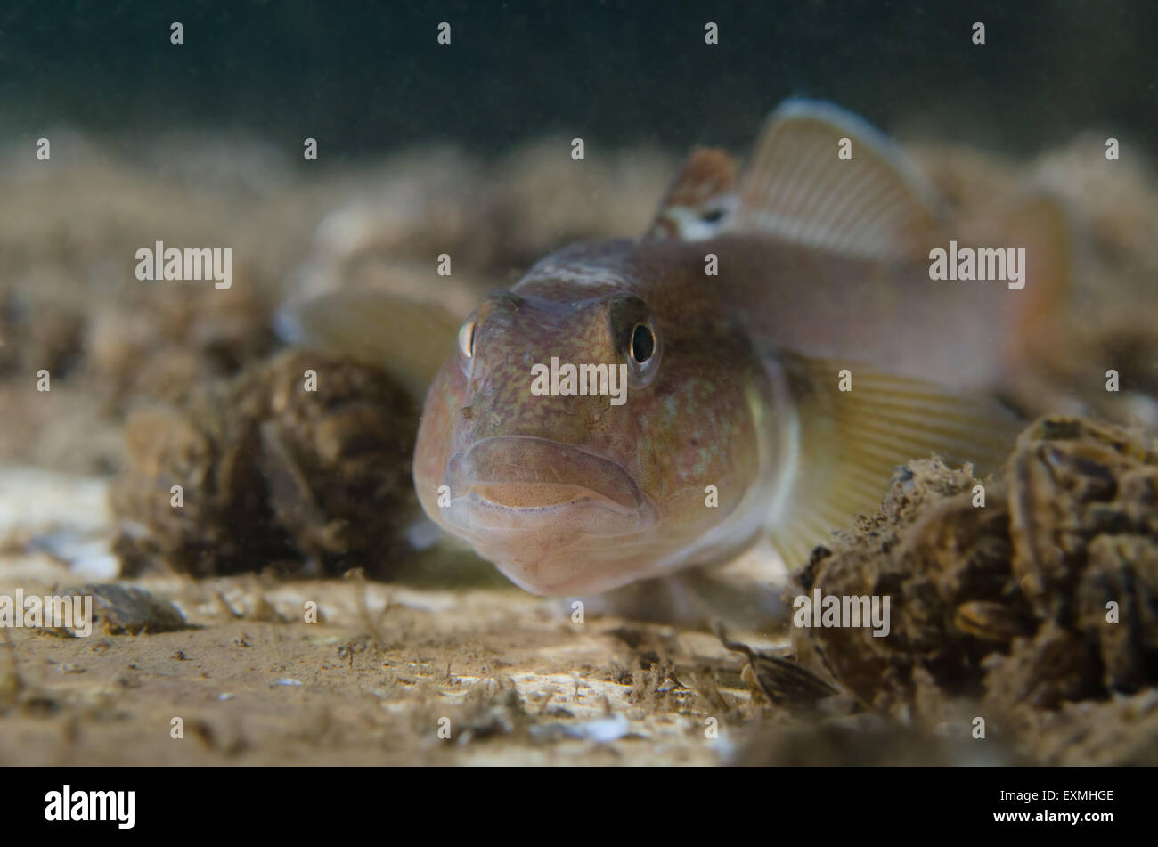 Close up of a Round Gobi (Neogobius melanostomus) underwater. Stock Photo