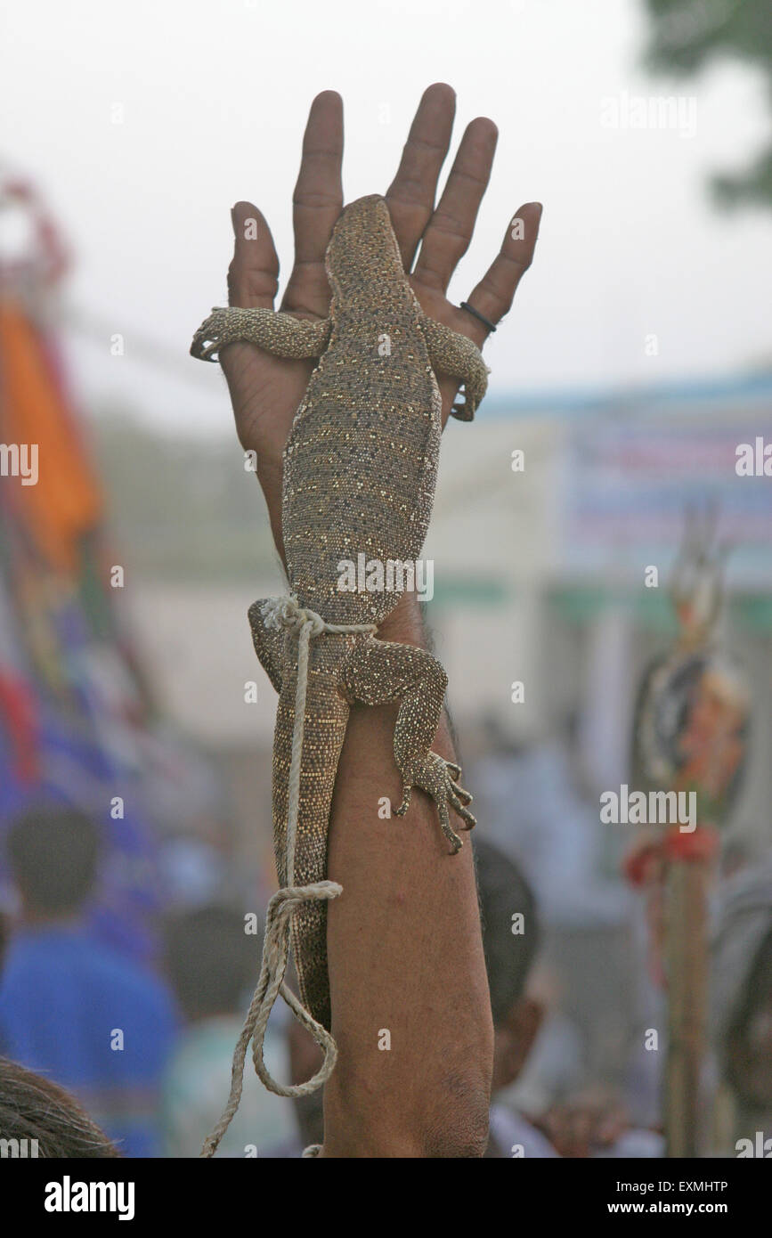 small monitor lizard ; resting on hand ; Rajasthan ; India ; Asia Stock Photo