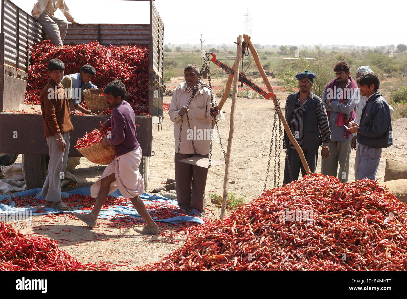 Red Chilli weighting and loading truck ; Chand village ; Sawai Madhopur District ; Rajasthan ; India ; Asia Stock Photo