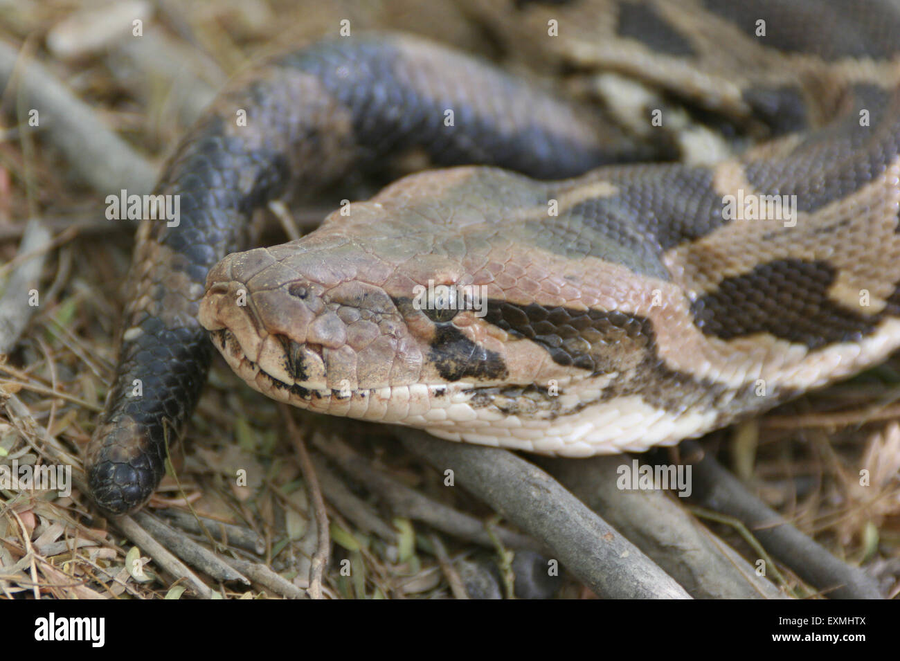 Snake keola deo ghana national park bharatpur hi-res stock photography ...