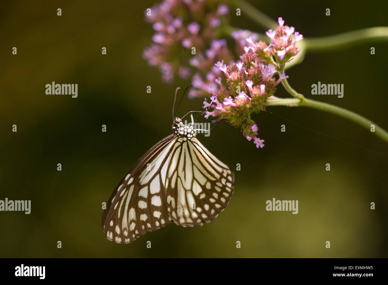 Butterfly on flower, chestnut tiger, India, Asia Stock Photo