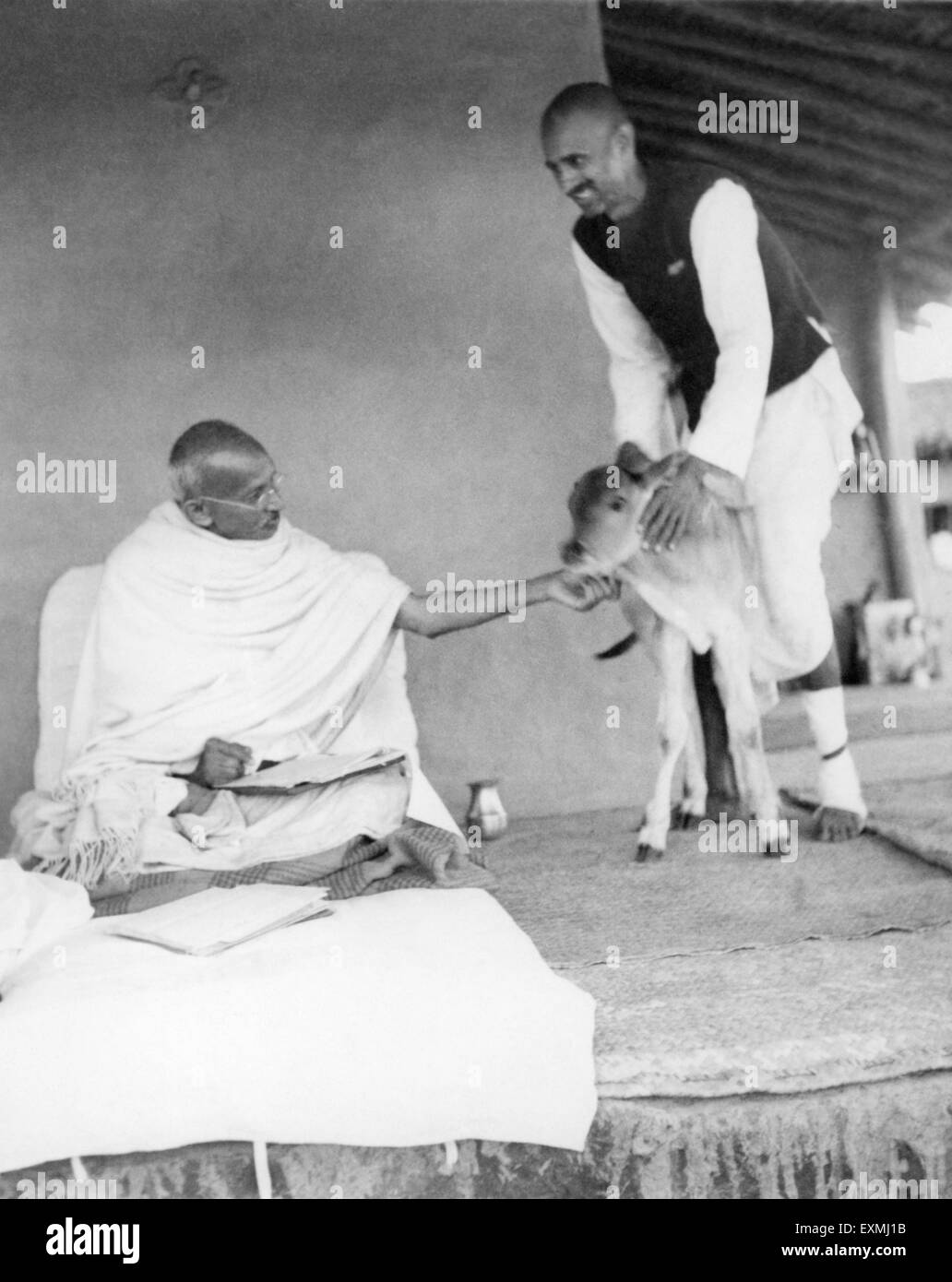 Mahatma Gandhi fondling a newborn four hours old calf ; with ashramite Balwant Singh Sevagram Ashram Stock Photo