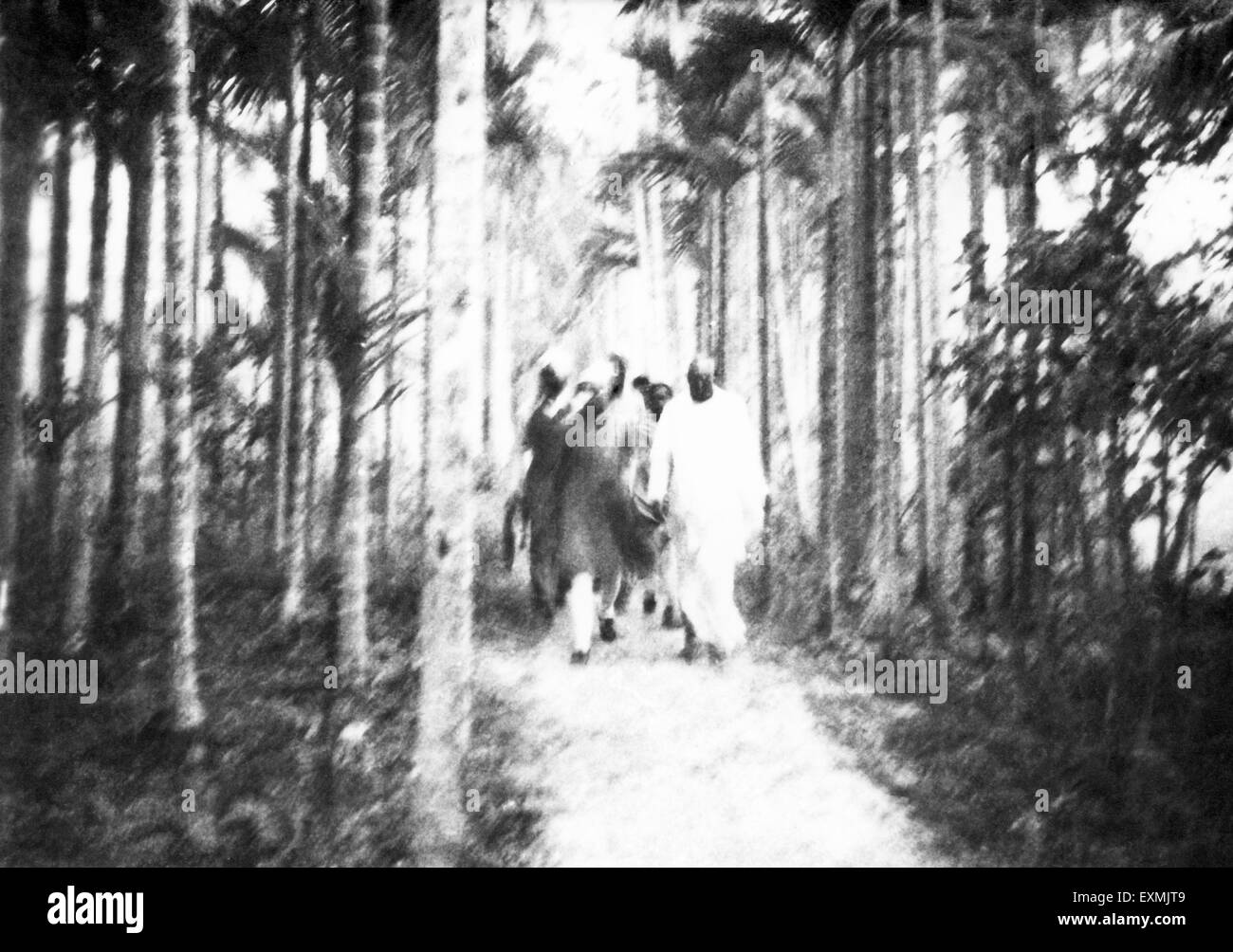 People walking in a forest blur photograph ; 1946 ; India NO MR Stock Photo