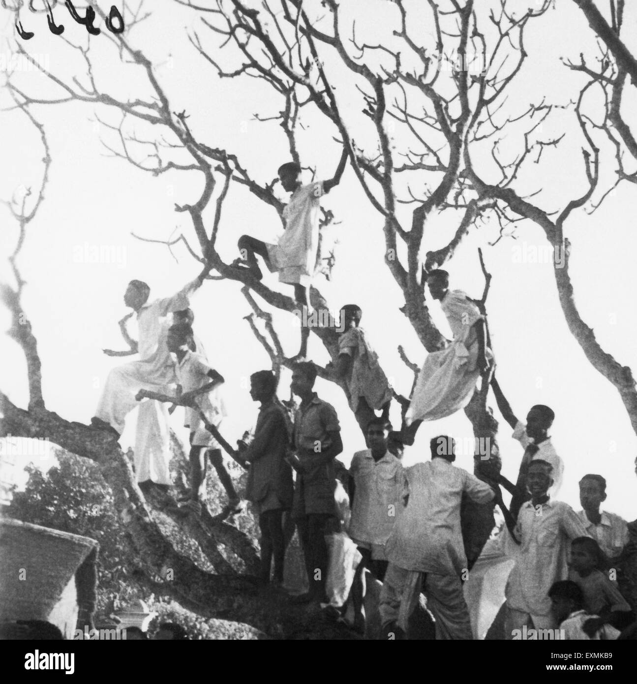 People sitting on a tree waiting to see Mahatma Gandhi march through effected Hindu Muslim riots Noakhali East Bengal Stock Photo