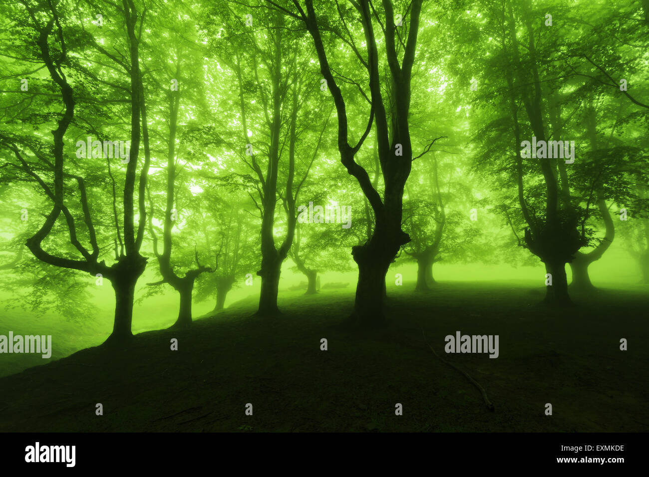 forest in spring with foggy sunlight Stock Photo - Alamy