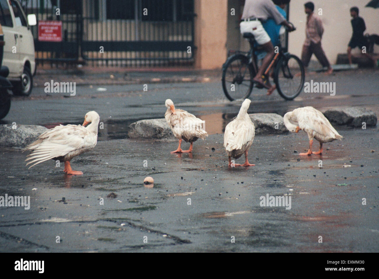 Ducks on the road, Bombay, Mumbai, Maharashtra, India, Asia Stock Photo