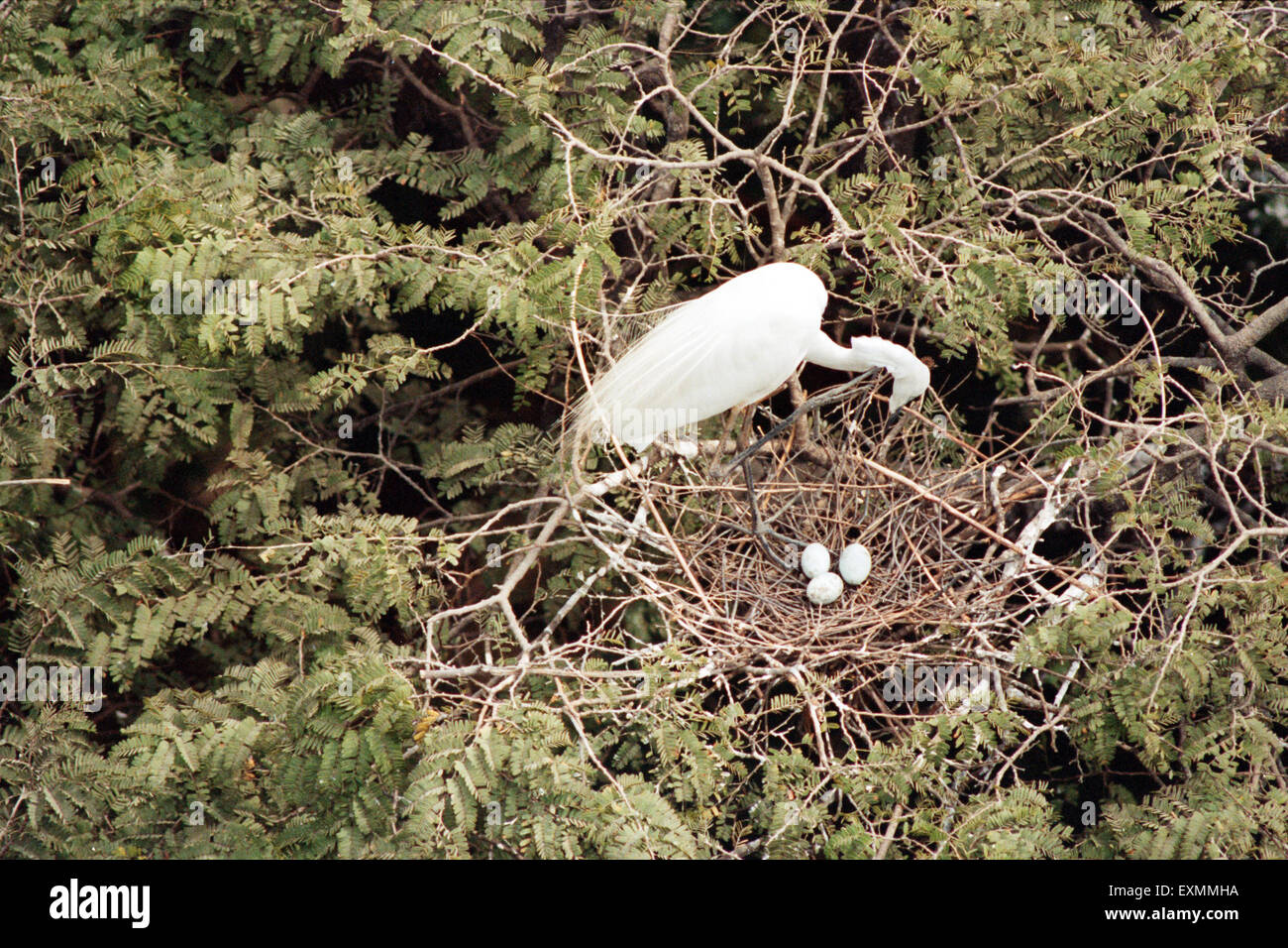 Mahim national park hires stock photography and images Alamy