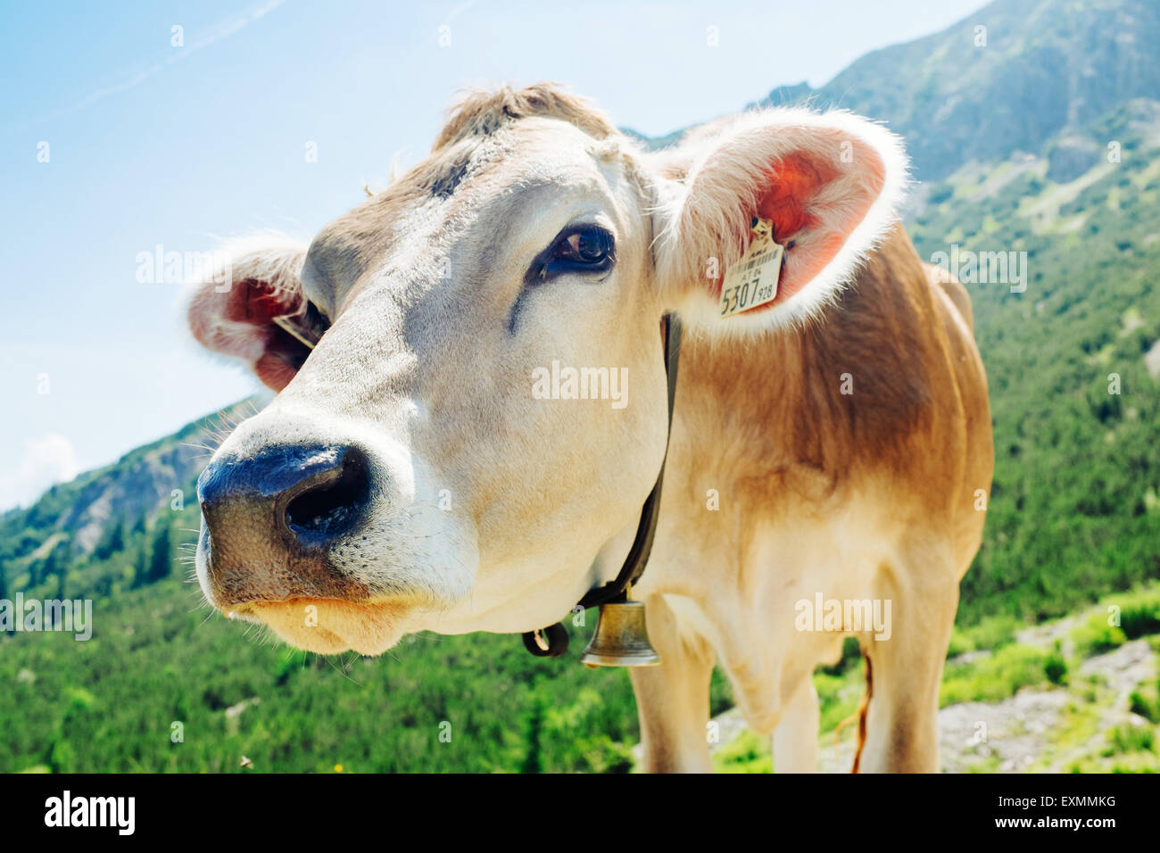 A cow in Tannheimer Tal, Austria Stock Photo