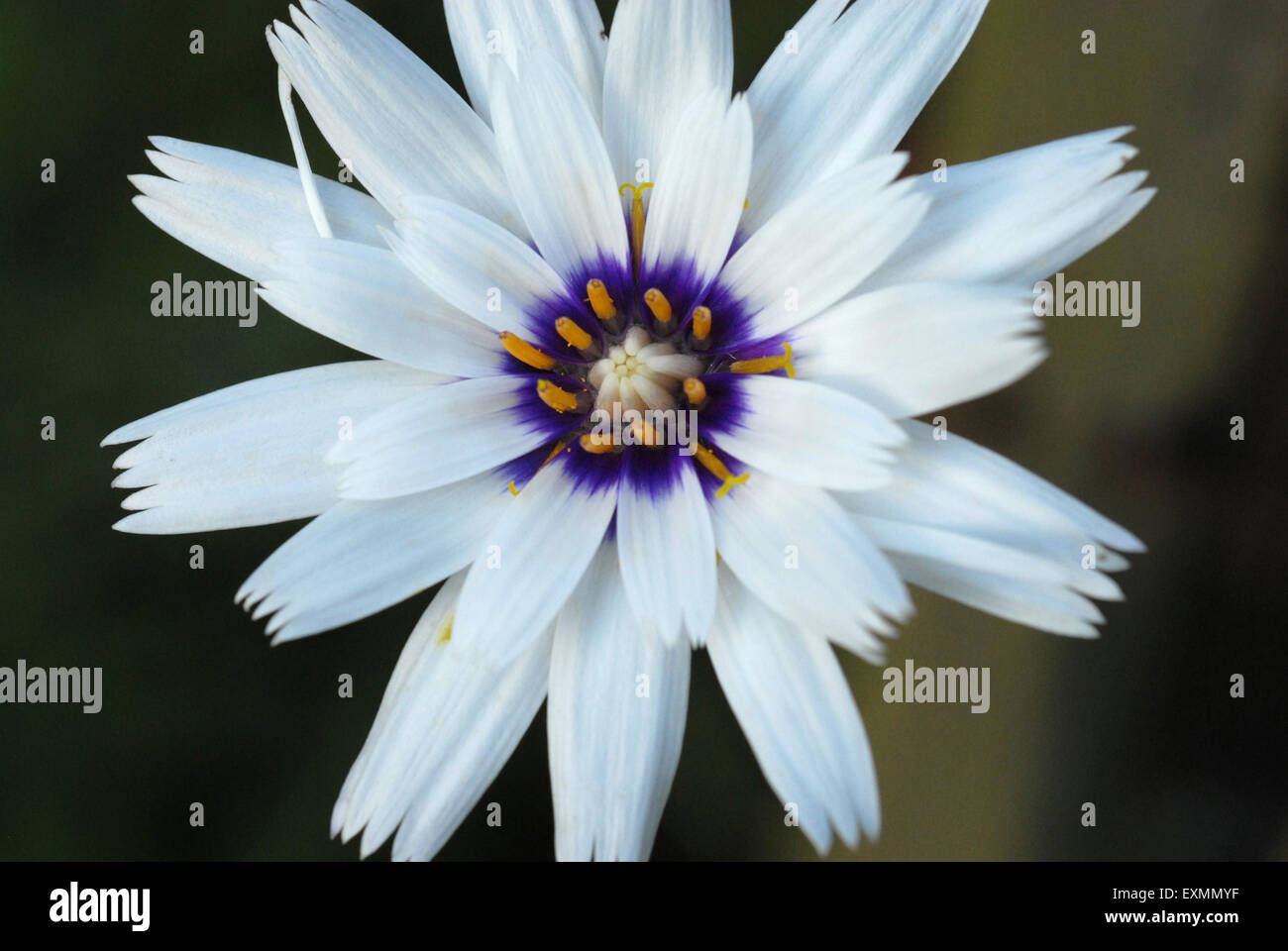 Catananche caerulea Alba, Cupid's dart Stock Photo