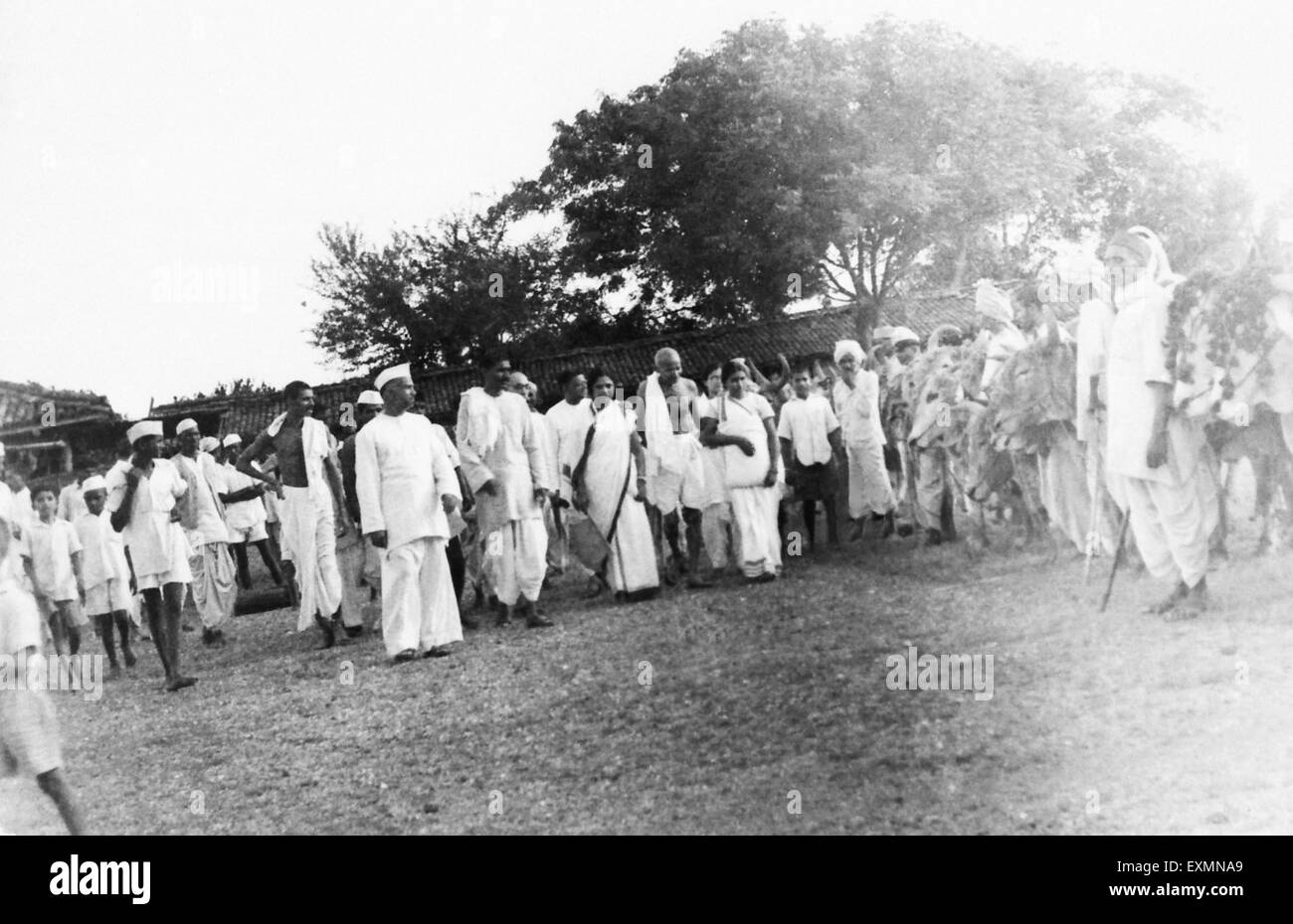 Mahatma Gandhi and others passing a row of cows ; 1940 ; India Stock Photo