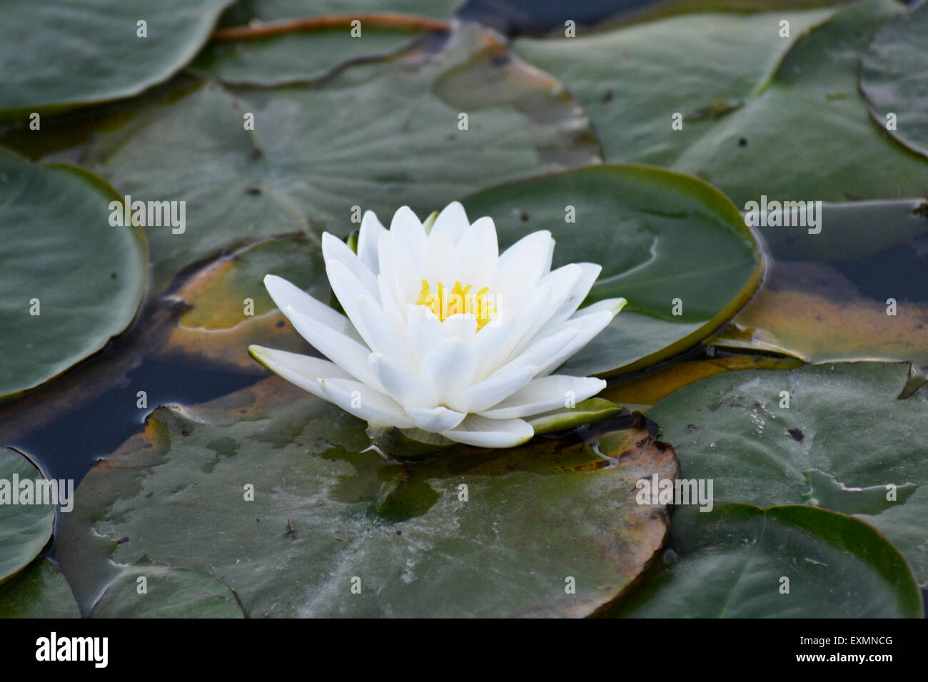 This is a flower sitting on a lily pad in the Chicago Botanic Garden