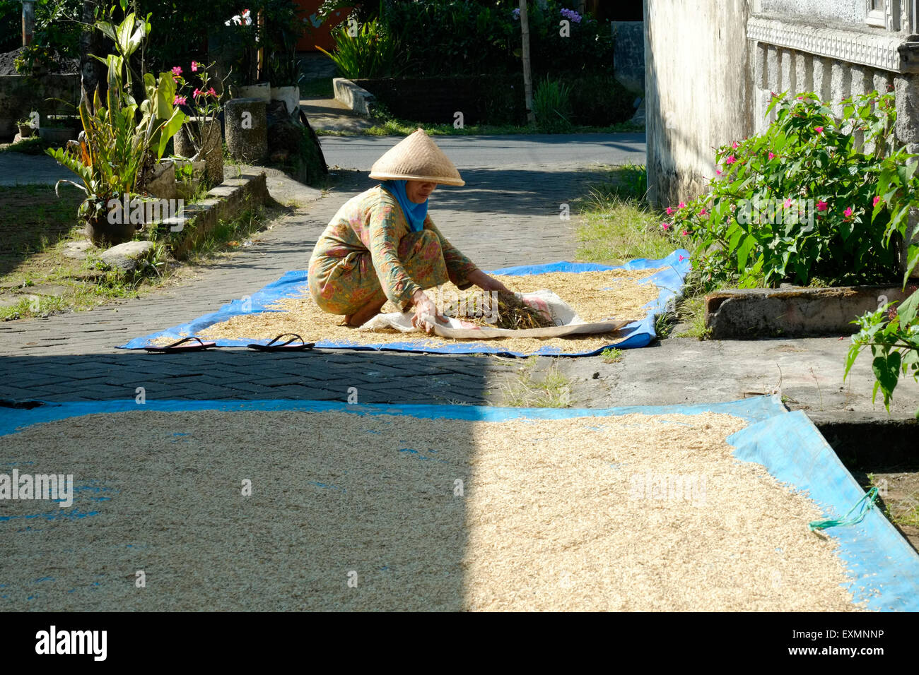 Drying out rice hires stock photography and images Alamy