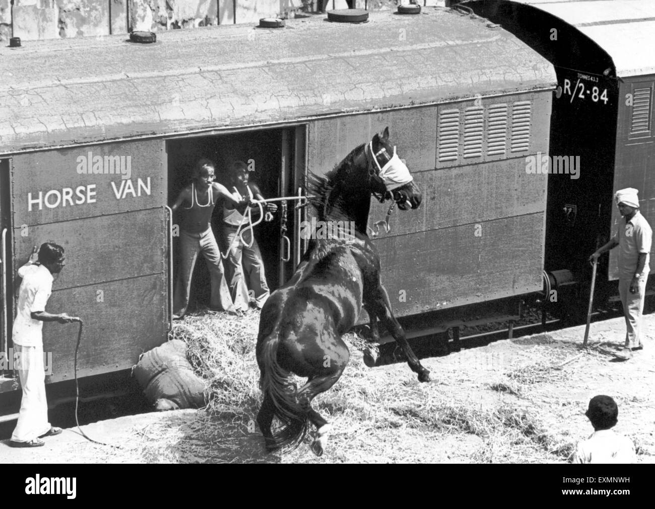 People coaxing struggle horse into horses train van mumbai India Stock Photo