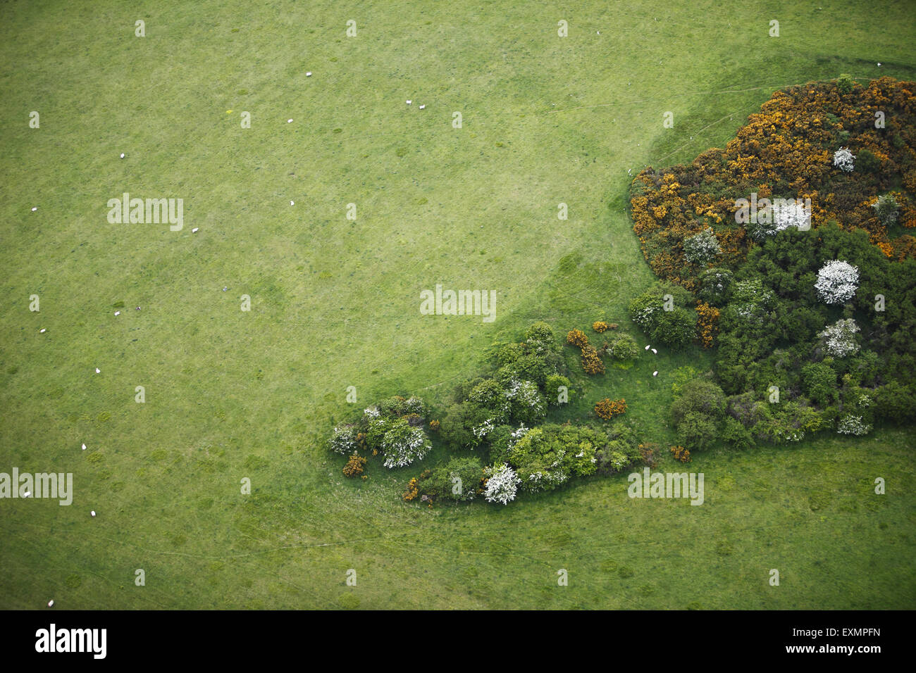 Aerial photograph from a microlight, over grazing farmland and trees and shrubs in the South Downs, East Sussex, UK Stock Photo