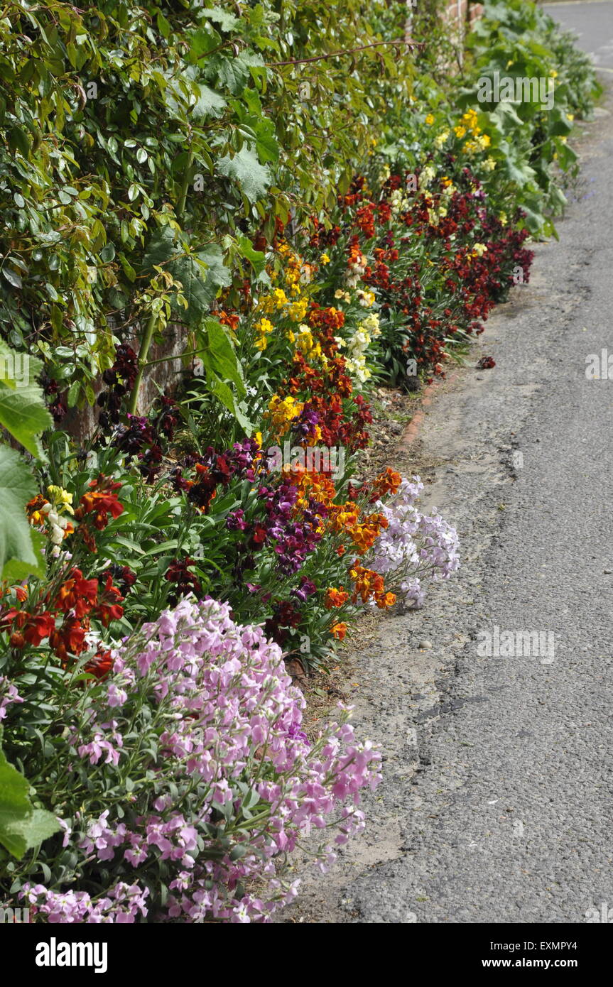 Wallflowers uk hires stock photography and images Alamy